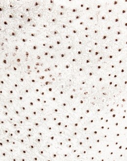 Chisum Socorro Barstool