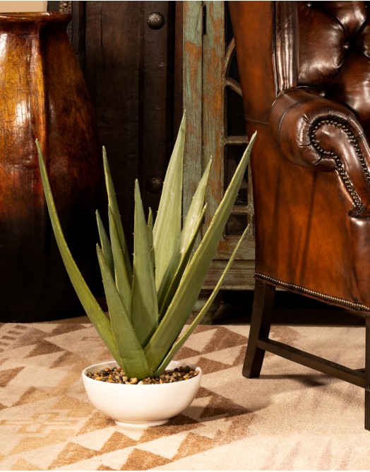 Evarado Aloe Planter