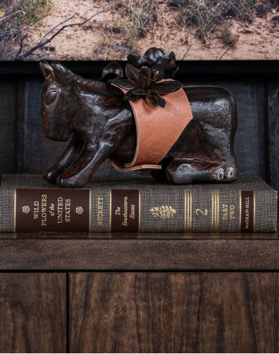 Mini Burro d'Flores Mini Burro d'Flores