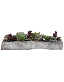 Charita Succulents Succulents for home decor