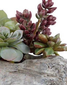 Charita Succulents Succulents for home decor