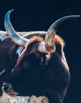 Gertie Longhorn Framed Art Gertie Longhorn Framed Art