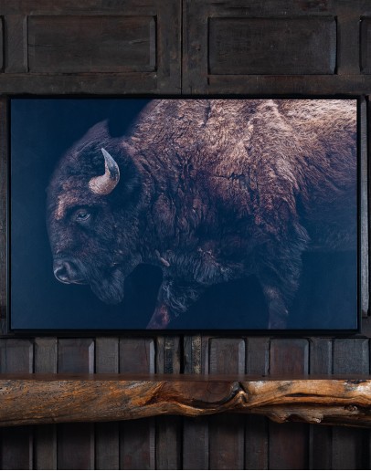 Black Bison Framed Print Black Bison Framed Print
