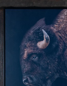 Black Bison Framed Print