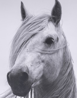 Breeze Framed Art Print