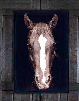 Brown Horse Framed Print Brown Horse Framed Print