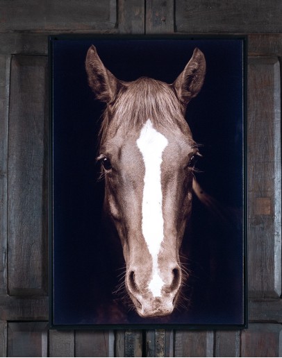 Brown Horse Framed Print Brown Horse Framed Print
