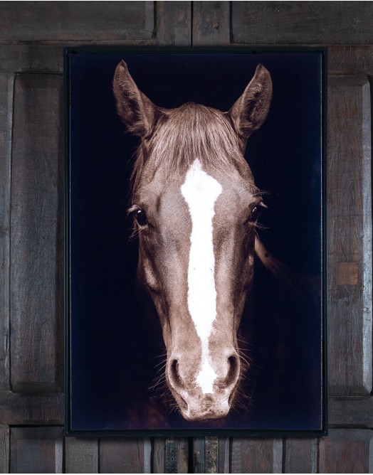 Brown Horse Framed Print