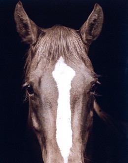 Brown Horse Framed Print