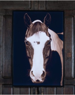 Buckeye Horse Framed Print Buckeye Horse Framed Print