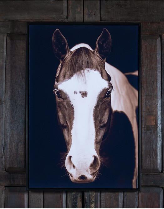 Buckeye Horse Framed Print