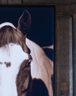 Buckeye Horse Framed Print Buckeye Horse Framed Print
