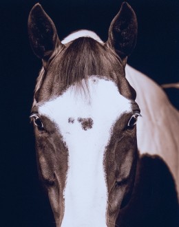 Buckeye Horse Framed Print Buckeye Horse Framed Print