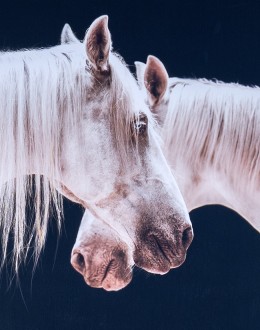 Mirrored Beauty Framed Print