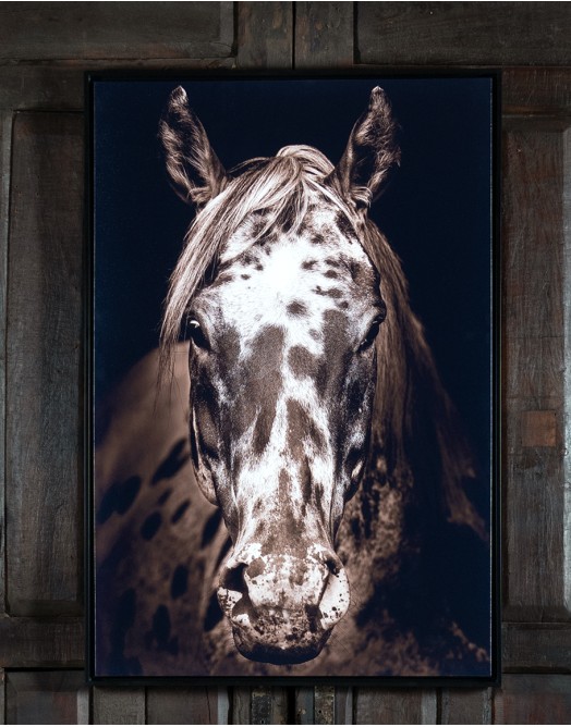 Paint Horse Framed Print