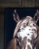 Vertical Paint Horse Frame Art featuring a highly detailed image of a Paint Horse against a stark black background, beautifully framed in a matte black frame.