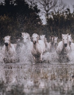 Wild Run Western Framed Artwork