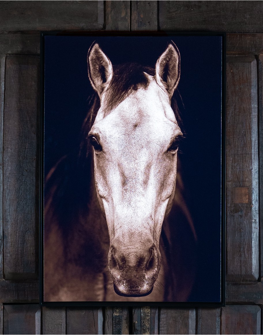 Tan Horse Framed Print
