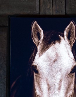 Tan Horse Framed Print