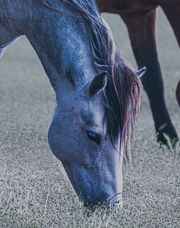 Three Amigos Framed Art
