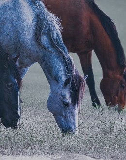 Three Amigos Framed Art