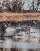 Unbridled Motion Framed Artwork