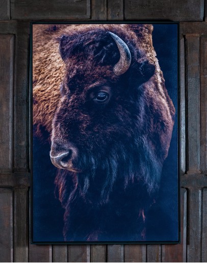 Watchful Eye Bison Artwork Watchful Eye Bison Artwork