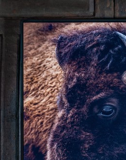 Watchful Eye Bison Artwork
