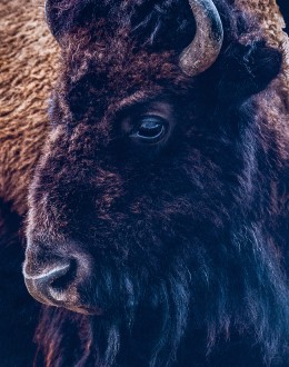 Watchful Eye Bison Artwork
