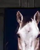 Vertical Tan Horse Frame Art featuring a highly detailed image of a Tan Horse against a stark black background, beautifully framed in a matte black frame.