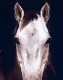 Vertical Tan Horse Frame Art featuring a highly detailed image of a Tan Horse against a stark black background, beautifully framed in a matte black frame.